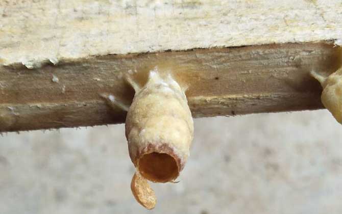 人造王臺(tái)里面放什么（介入王臺(tái)放什么地方好）