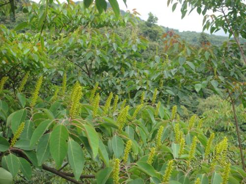 贛南地區(qū)烏桕樹什么月份開始流蜜（江西贛南主要的蜜源植物和花期介紹）