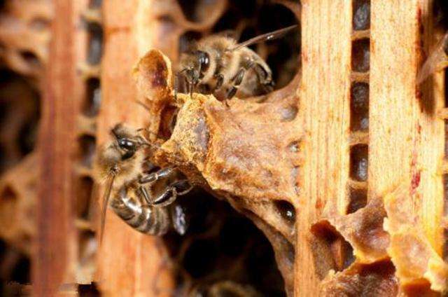 怎樣人工培育優質蜂王？