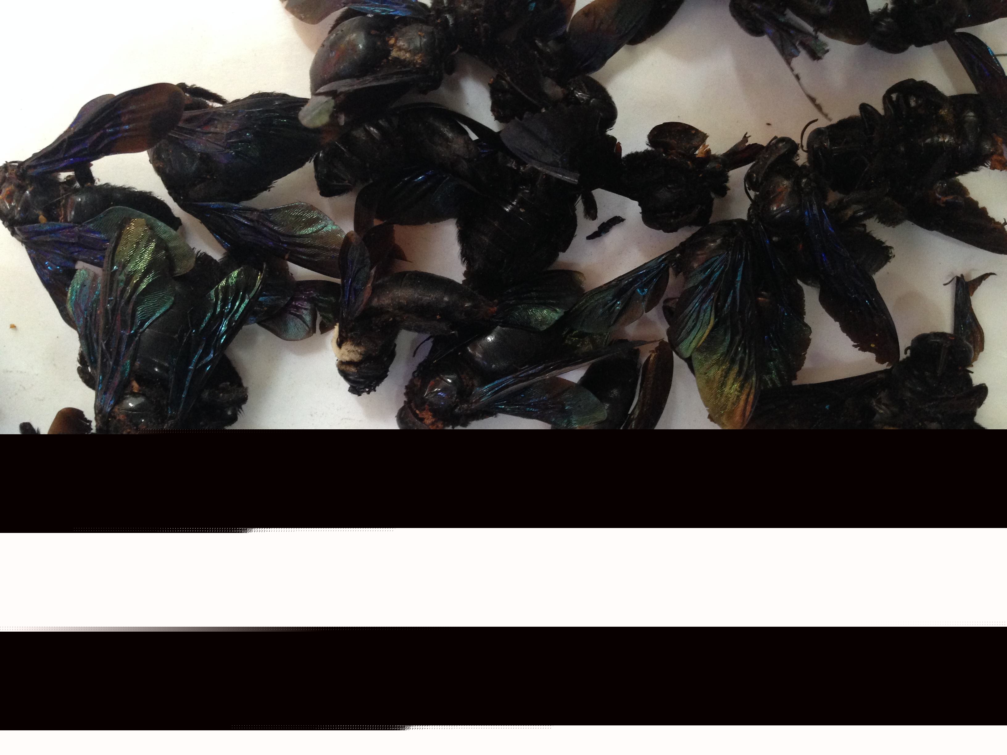 黑竹蜂一只多少錢(qián)（竹蜂價(jià)格多少錢(qián)一只）