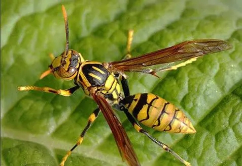 牛角蜂有蜂蜜嗎（牛角蜂和馬蜂的區別）