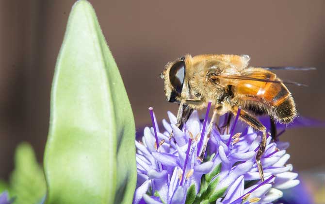 被馬蜂蟄了要觀察多久？（什么時候過危險期）