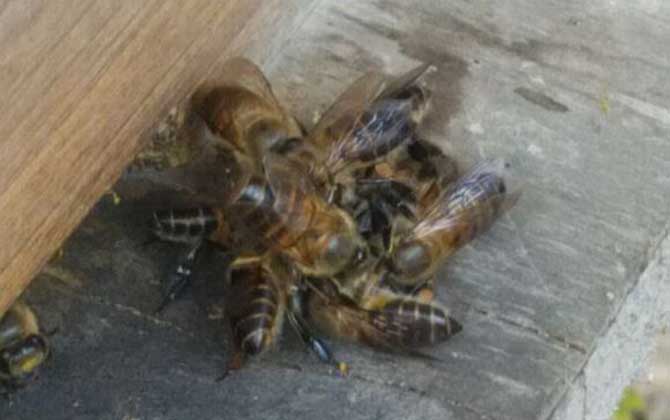 蜜蜂沖蜂群有什么表現(xiàn)（蜜蜂沖群是怎么回事）