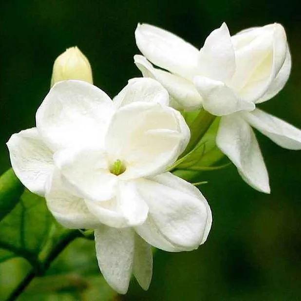 茉莉花怎么養(yǎng)才長(zhǎng)得好（種植茉莉花的4個(gè)技巧）