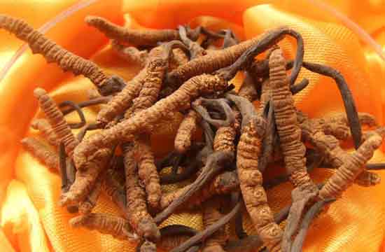 冬蟲(chóng)夏草一顆多重（冬蟲(chóng)夏草一根的重量和價(jià)格）