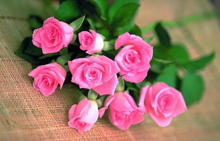 8朵玫瑰花代表什么意思（8朵紅玫瑰花語(yǔ)及寓意）