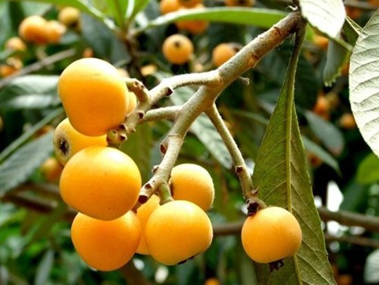 枇杷的英文怎么寫(xiě)（枇杷的英文讀寫(xiě)和發(fā)音）