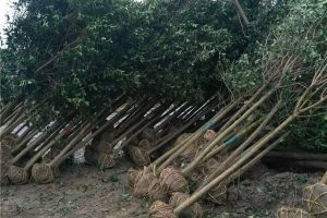 長葉女貞的種植方法和養(yǎng)護方法（大葉女貞的養(yǎng)護管理要點）